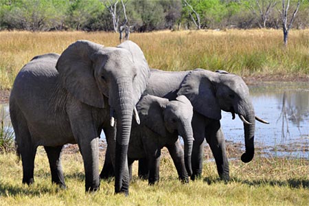 Ofertas de �frica